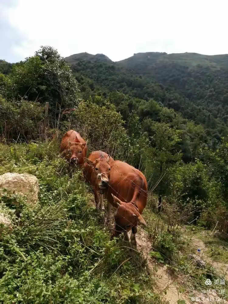 美丽的容县大水村天堂顶